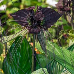 Black Bat Flower Live Plant - 4 Inch Pot - Tacca Chantrieri Orchid - Garden Decor