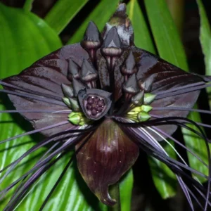 Black Bat Flower Live Plant - 4 Inch Pot - Tacca Chantrieri Orchid - Garden Decor