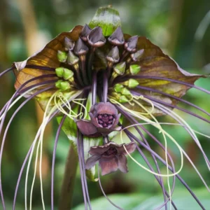 Black Bat Flower Live Plant - 4 Inch Pot - Tacca Chantrieri Orchid - Garden Decor