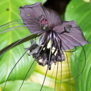 Black Bat Flower Live Plant - 4 Inch Pot - Tacca Chantrieri Orchid - Garden Decor