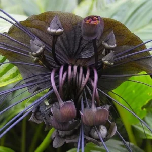 Black Bat Flower Plant - Live Tacca Chantrieri Plant - 2 Inch Pot - Set of 2