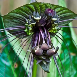 Black Bat Flower Plant - Live Tacca Chantrieri Plant - 2 Inch Pot - Set of 2