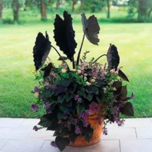 Black Colocasia Live Plant Combo - Elephant Ear Taro Alocasia, 5-8 inch, House Plant