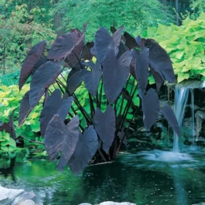 Black Colocasia Live Plant Combo - Elephant Ear Taro Alocasia, 5-8 inch, House Plant