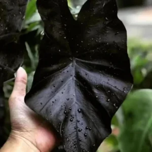 Black Colocasia Live Plant Combo - Elephant Ear Taro Alocasia, 5-8 inch, House Plant