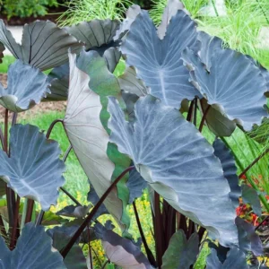 Black Colocasia Live Plant Combo - Elephant Ear Taro Alocasia, 5-8 inch, House Plant