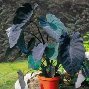 Black Colocasia Live Plant Combo - Elephant Ear Taro Alocasia, 5-8 inch, House Plant