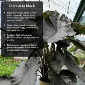 Black Colocasia Live Plant Combo - Elephant Ear Taro Alocasia, 5-8 inch, House Plant