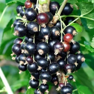 Black Currant Bush Live Plant - Ready to Grow Currant Berry Fruit Tree Starter Plant