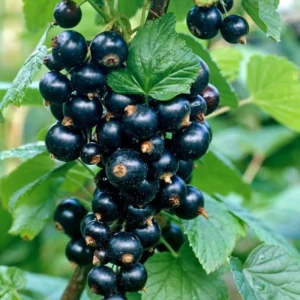 Black Currant Bush Live Plant - Ready to Grow Currant Berry Fruit Tree Starter Plant