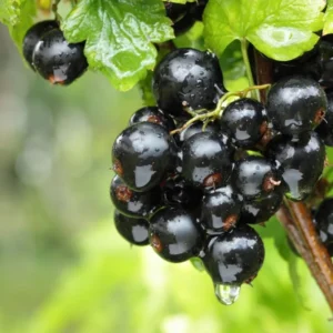 Black Currant Bush Live Plant - Ready to Grow Currant Berry Fruit Tree Starter Plant