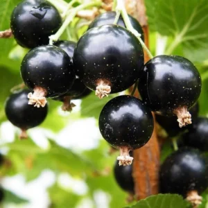 Black Currant Bush Live Plant - Ready to Grow Currant Berry Fruit Tree Starter Plant