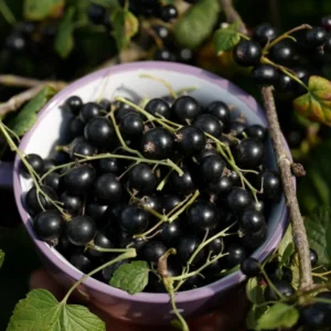 Black Currant Plant Live - 2 Year Bareroot Currant Bush for Fruit Production