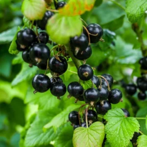 Black Currant Plant Live - 2 Year Bareroot Currant Bush for Fruit Production