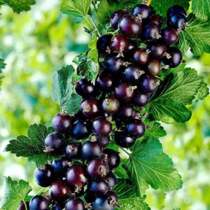 Black Currant Plant Live - 2 Year Bareroot Currant Bush for Fruit Production