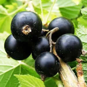 Black Currant Plant Live - 2 Year Bareroot Currant Bush for Fruit Production