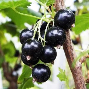 Black Currant Plant Live - 2 Year Bareroot Currant Bush for Fruit Production