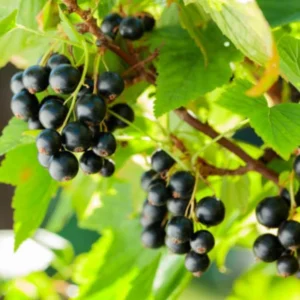 Black Currant Tree Live Plant - 2 Year Bare Root Fruit Tree for Garden Planting