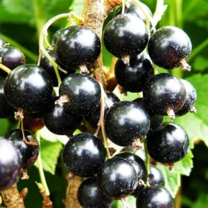 Black Currant Tree Live Plant - 2 Year Bare Root Fruit Tree for Garden Planting