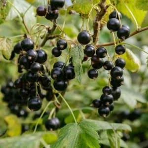 Black Currant Tree Live Plant - 2 Year Bare Root Fruit Tree for Garden Planting