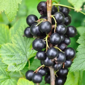 Black Currant Tree Live Plant - 2 Year Bare Root Fruit Tree for Garden Planting