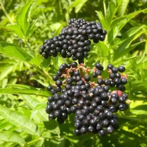 Black Elderberry Plant Live: 2 American Elderberry Bush Plants, 6-12 Inch Sweet Elderberry Tree