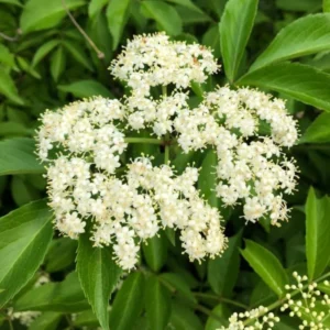 Black Elderberry Plant Live: 2 American Elderberry Bush Plants, 6-12 Inch Sweet Elderberry Tree