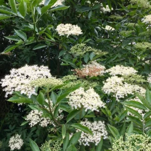 Black Elderberry Plant Live: 2 American Elderberry Bush Plants, 6-12 Inch Sweet Elderberry Tree