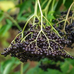 Black Elderberry Plant Live: 2 American Elderberry Bush Plants, 6-12 Inch Sweet Elderberry Tree