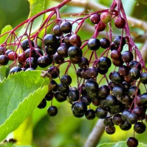 Black Elderberry Plant Live: 2 American Elderberry Bush Plants, 6-12 Inch Sweet Elderberry Tree