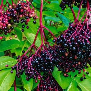 Black Elderberry Plant Live: 2 American Elderberry Bush Plants, 6-12 Inch Sweet Elderberry Tree