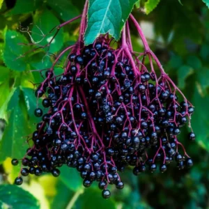 Black Elderberry Plants: 3 Live American Elderberry Bushes 6-12 Inch, Sweet Fruit