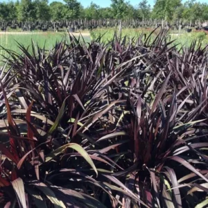 Black Fountain Grass Plants Live - Ornamental Perennial Grass, 5-9 Inch Tall