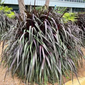 Black Fountain Grass Plants Live - Ornamental Perennial Grass, 5-9 Inch Tall