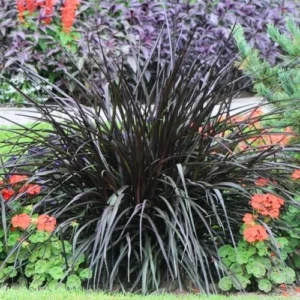 Black Fountain Grass Plants Live - Ornamental Perennial Grass, 5-9 Inch Tall