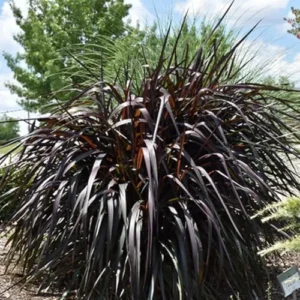 Black Fountain Grass Plants Live - Ornamental Perennial Grass, 5-9 Inch Tall