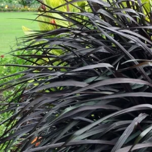 Black Fountain Grass Plants Live - Ornamental Perennial Grass, 5-9 Inch Tall