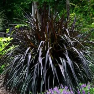 Black Fountain Grass Plants Live - Ornamental Perennial Grass, 5-9 Inch Tall