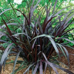 Black Fountain Grass Plants Live - Ornamental Perennial Grass, 5-9 Inch Tall