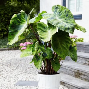 Black Green Colocasia Live Plants - Elephant Ear Taro Alocasia - 5-8 Inch Tall