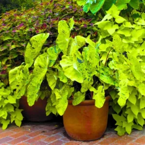 Black Green Colocasia Live Plants - Elephant Ear Taro Alocasia - 5-8 Inch Tall