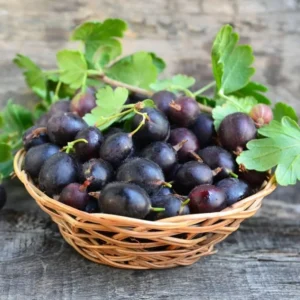 Black Velvet Gooseberry Bush Live Plant 7-15 Inch - Fruit Bareroot Outdoors