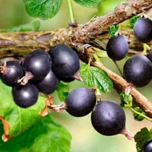 Black Velvet Gooseberry Bush Live Plant 7-15 Inch - Fruit Bareroot Outdoors