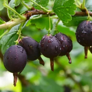 Black Velvet Gooseberry Bush Live Plant 7-15 Inch - Fruit Bareroot Outdoors