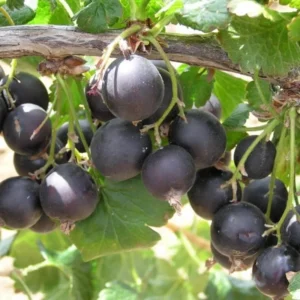 Black Velvet Gooseberry Tree Plant Live 8-14 Inch - Outdoor Planting