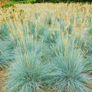 Blue Fescue Grass Live Plants - Pack of 2 Ornamental Grass Seedlings Perennial