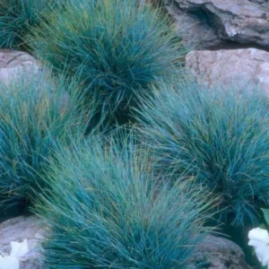 Blue Fescue Grass Live Plants - Pack of 2 Ornamental Grass Seedlings Perennial