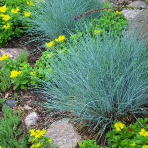 Blue Fescue Grass Live Plants - Pack of 2 Ornamental Grass Seedlings Perennial