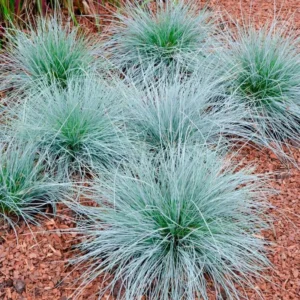 Blue Fescue Grass Live Plants - Pack of 2 Ornamental Grass Seedlings Perennial