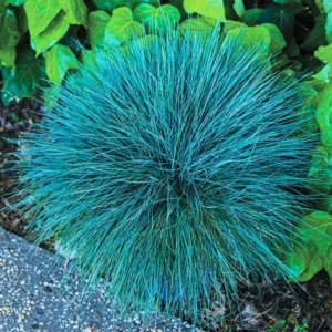 Blue Fescue Grass Live Plants - Pack of 2 Ornamental Grass Seedlings Perennial